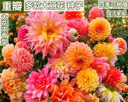 各种花种植方法（从萌芽到绽放，打造美丽花园）