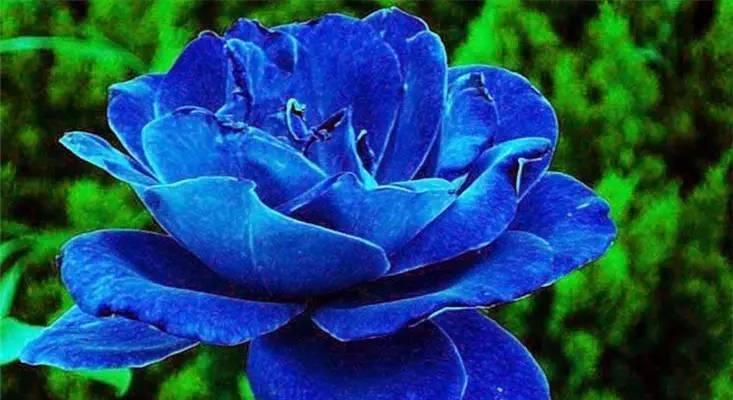 以蓝玫瑰花语及传说（追寻神秘的蓝色之花）