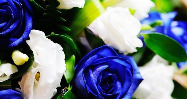 蓝玫瑰花语的寓意及传承（探究蓝玫瑰的象征意义，传递神秘与温柔之情）