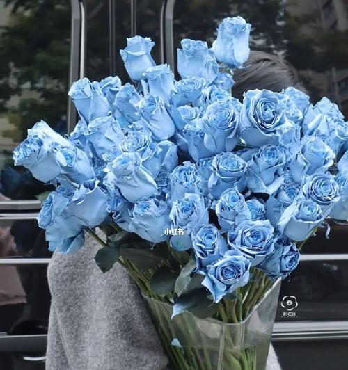 碎冰蓝玫瑰的花语与魅力（深入解读碎冰蓝玫瑰花语，体会其独特之美）