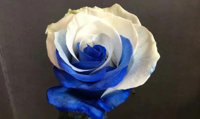 蓝玫瑰的神秘寓意（揭开蓝玫瑰背后的意义和象征）