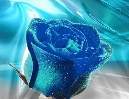 蓝玫瑰的象征意义（探索蓝玫瑰的美丽与神秘）