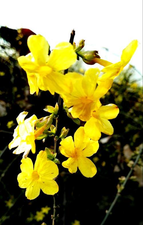 春天花开，花朵的美丽盛宴（探索春季花海，感受自然之美）