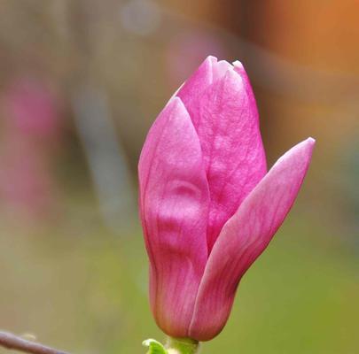 春天花开，花朵的美丽盛宴（探索春季花海，感受自然之美）