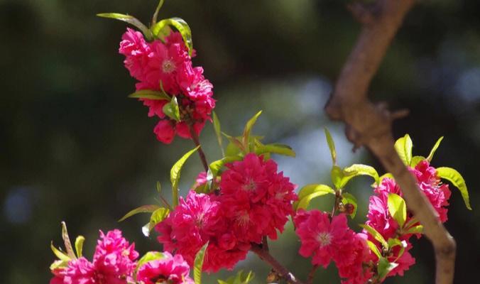 春天花开，花朵的美丽盛宴（探索春季花海，感受自然之美）