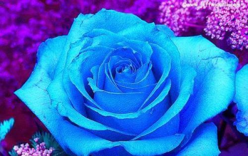 以蓝玫瑰的花语与寓意探索（深情追寻，浪漫之花的真情告白）
