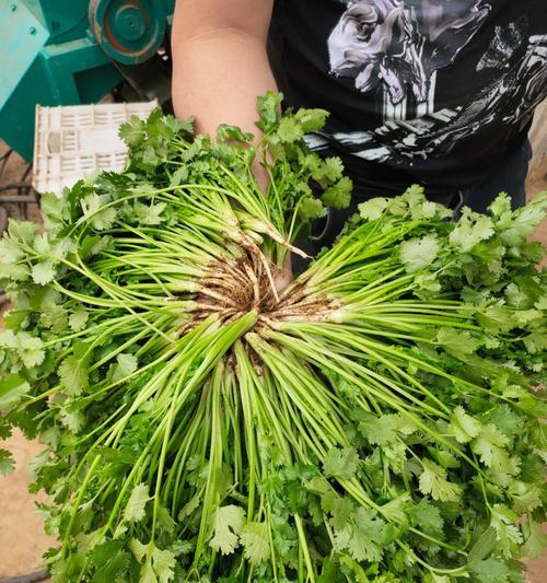 香菜的种植时间与方法（掌握正确时间和技巧，让您的香菜长势良好）