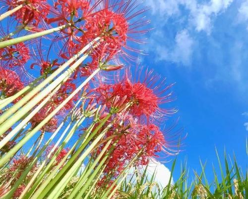 蓝色彼岸花花语（蓝色彼岸花的含义及其象征的爱情）