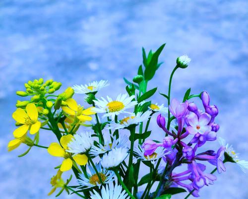 蓝色雏菊的花语和寓意（传递祝福与希望的蓝色雏菊）