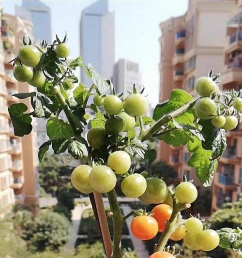 盆栽西红柿的养殖方法（从种子到果实，让您轻松种出健康可口的西红柿）
