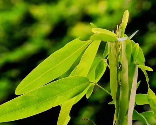 探究跳舞草的种类和特点（了解跳舞草的生长环境、药用价值和栽培技巧）