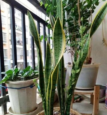 虎皮兰叶子被冻蔫了，怎样挽救？（寒冬时节如何保护虎皮兰不受损？）