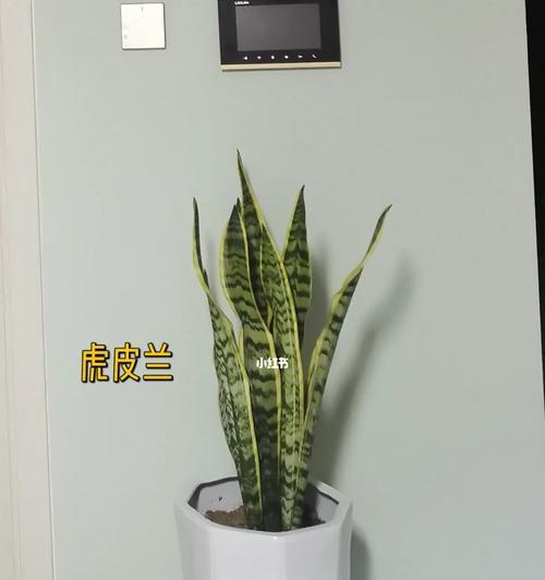 虎皮兰叶子被冻蔫了，怎样挽救？（寒冬时节如何保护虎皮兰不受损？）
