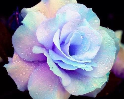 蓝色玫瑰的花语及象征意义（探索蓝色玫瑰的神秘与美丽）