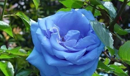 蓝色玫瑰的花语（浪漫之色，深情之花）