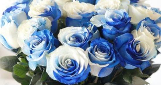 蓝色玫瑰花的花语之谜（解读蓝色玫瑰花的寓意和象征意义）