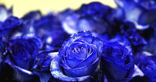 蓝色玫瑰花的寓意与象征（蓝色玫瑰花的浪漫与神秘）