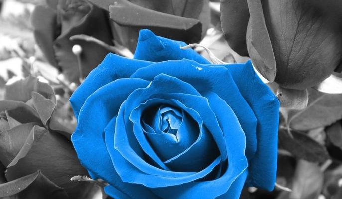 蓝色玫瑰花语（解读蓝色玫瑰的花语，并探讨它在爱情中的象征意义）