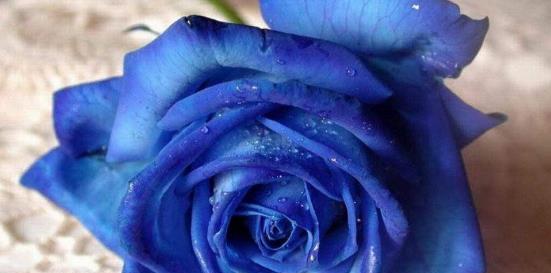 蓝色玫瑰花的寓意与象征（探索蓝色玫瑰花的美丽与深意）