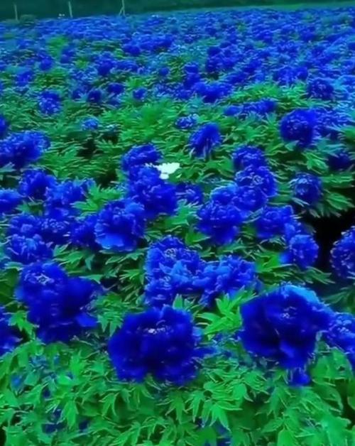 蓝色牡丹花的象征意义（探寻蓝色牡丹花的神秘魅力）