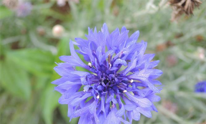 蓝色矢车菊的花语——守护与希望（以蓝色矢车菊为主题的花语传递情感的力量）