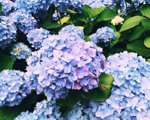 蓝色绣球花-清新浪漫的花海奇迹（细述蓝色绣球花的花语及其美丽意义）