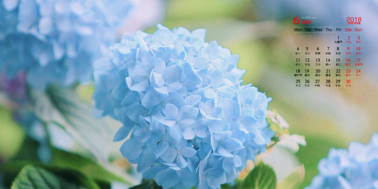 蓝色绣球花的花语与寓意（揭示蓝色绣球花背后的深刻含义）