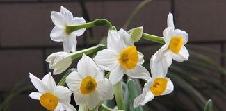仙子花之谜(揭开仙子花的身世之谜) 仙子花之谜(揭开仙子花的身世之谜)