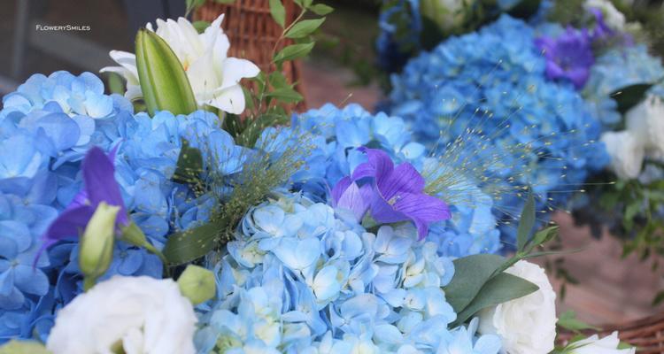 蓝色绣球花的花语与传说（绣球花，寓意纯洁与永恒的爱）