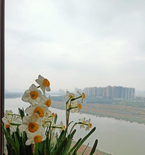 仙子花之谜(揭开仙子花的身世之谜) 仙子花之谜(揭开仙子花的身世之谜)