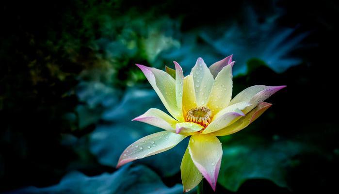 仙子花之谜(揭开仙子花的身世之谜) 仙子花之谜(揭开仙子花的身世之谜)