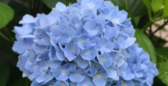 蓝色绣球花的花语与传说（绣球花，寓意纯洁与永恒的爱）