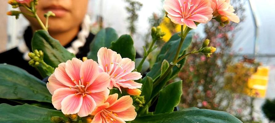 秋天绽放的花海（探秋花，觅秋意）