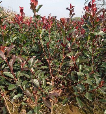 红叶石楠树，种植季节影响生长（冬种还是春种，选择适宜时机促进树木生长）