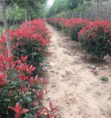 红叶石楠树，种植季节影响生长（冬种还是春种，选择适宜时机促进树木生长）