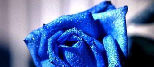 蓝色妖姬的花语——美丽与神秘的象征意义（揭秘蓝色妖姬花的15种花语，其中一个令你心动）
