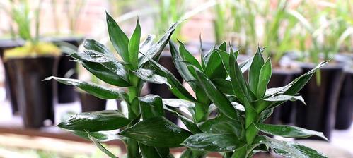 富贵竹养护指南（新手必看！轻松打造一盆健康茁壮的富贵竹）