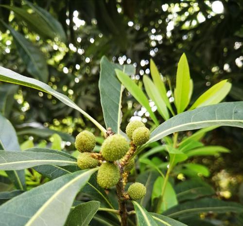 杨梅树的最佳种植季节（掌握这个，助你丰收满满）