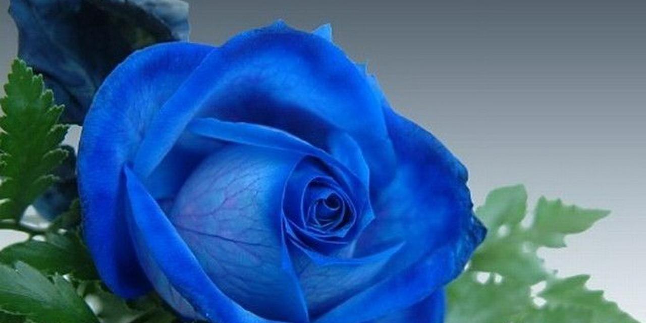 解读蓝色妖姬花的花语之美（探索蓝色妖姬花的神秘意义，揭示它的花语之谜）