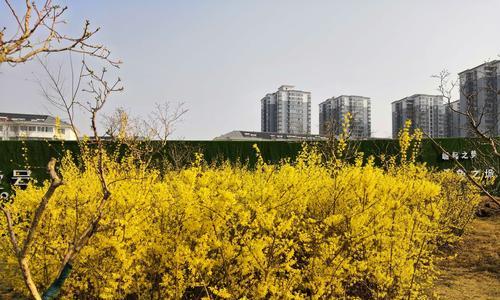 春天的迎春花（缤纷色彩中的春天）