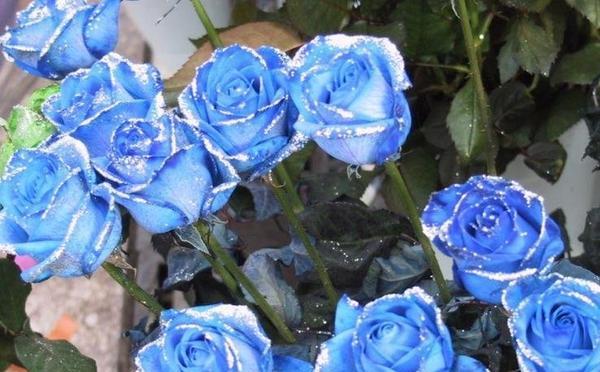 蓝色妖姬玫瑰花（解读蓝色妖姬玫瑰花的意义与传说）