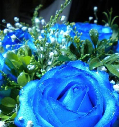 蓝色妖姬玫瑰花的花语（探索蓝色妖姬玫瑰花的深层含义）