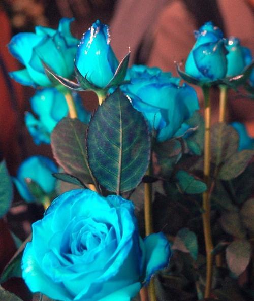 蓝色妖姬玫瑰花之神秘花语（探寻蓝色妖姬玫瑰花的传说与象征）