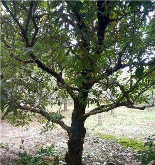 丛生石榴树的造型与养护（以枝条修剪为主要手段，打造优美姿态）