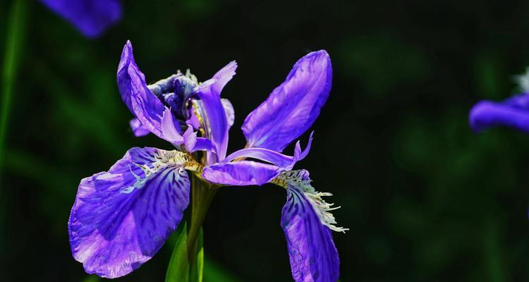 蓝色鸢尾花的意义与象征（探寻蓝色鸢尾花的内涵及其与人生的共通之处）
