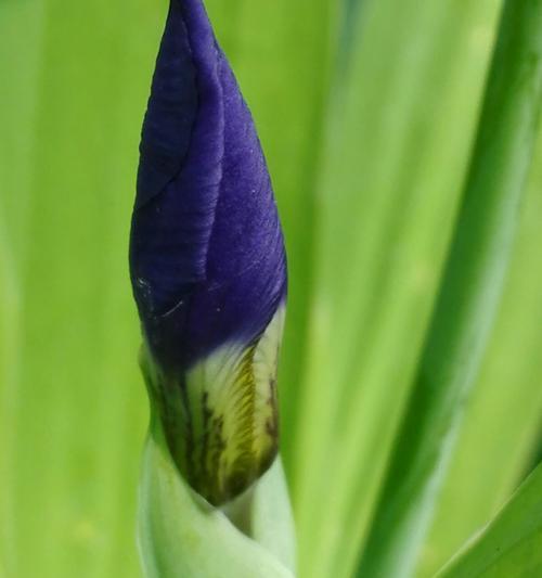 蓝色鸢尾花的花语（揭示蓝色鸢尾花的寓意与象征）