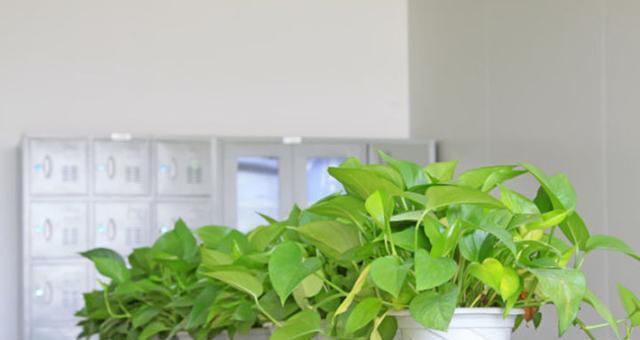 绿萝的冬季保养（怕冷的绿萝需要特别关注）