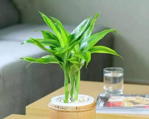 绿萝的冬季保养（怕冷的绿萝需要特别关注）