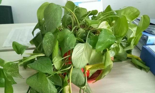 绿萝的冬季保养（怕冷的绿萝需要特别关注）