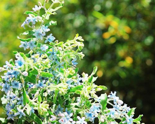 蓝星花（解读蓝星花的花语和寓意，探寻其独特魅力）